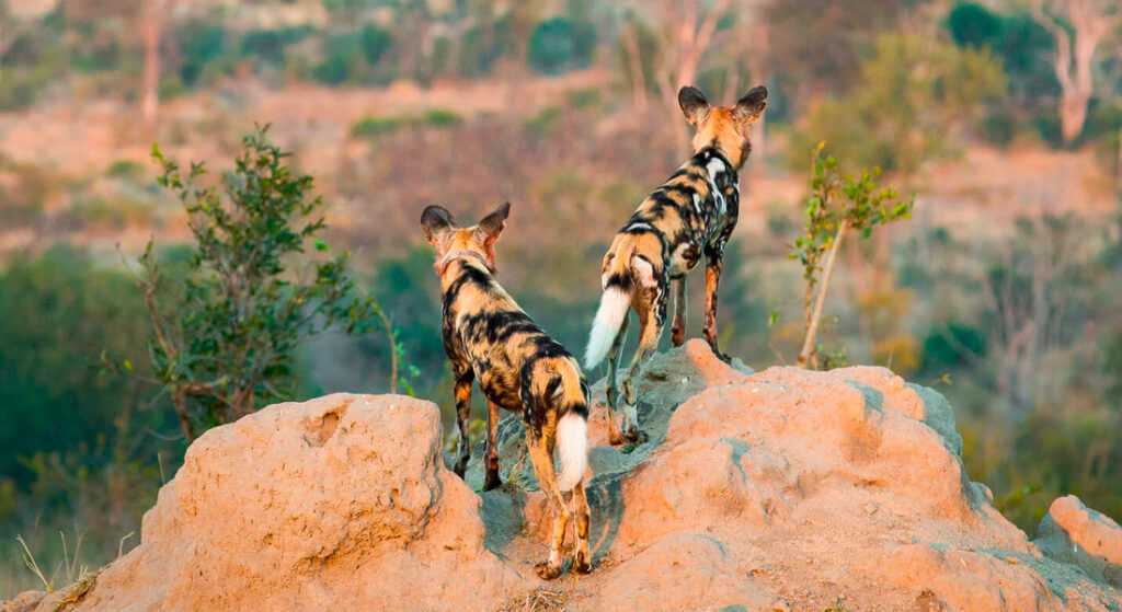 Responsible Investing Serengeti Asset Management